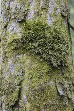 Old bark macro pattern covered with green moss close up Stock Photos