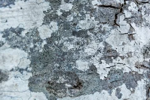 Old bark macro Stock Photos