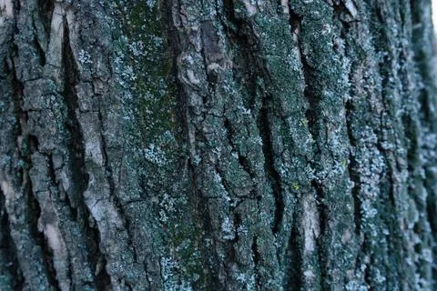 Old bark macro Stock Photos