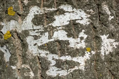 Old bark macro Stock Photos