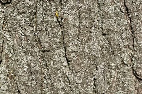 Old bark macro Stock Photos