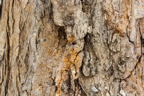 Old bark macro Stock Photos