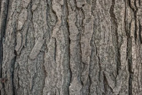 Old bark macro Stock Photos