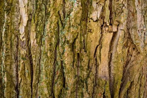 Old bark macro Stock Photos