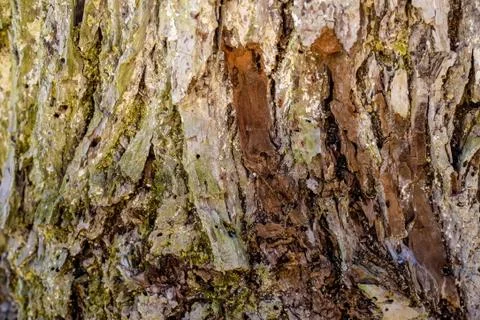 Old bark macro Stock Photos