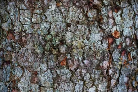 Old bark texture background close up image Stock Photos