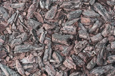 Old bark texture, decorative mulch from small pine fragments for mulching and Stock Photos