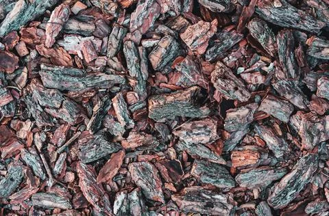 Old bark texture, decorative mulch from small pine fragments for mulching and Stock Photos