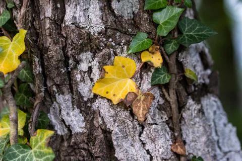 Old bark texture Stock Photos