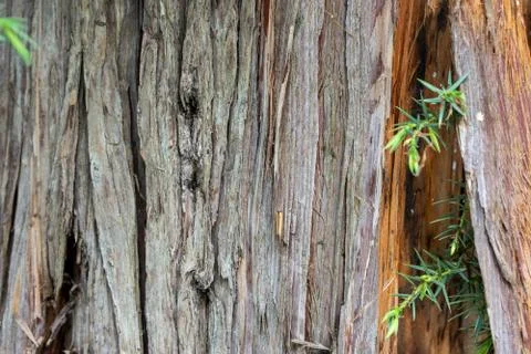 Old bark texture Stock Photos