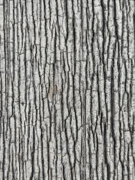Old Bark Texture Stock Photos