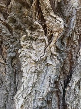 Old bark textured rustic tree closeup for background. Abstract aged pattern Stock Photos