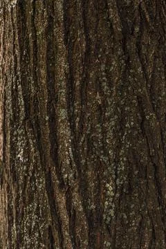 Old bark of a tree Stock Photos
