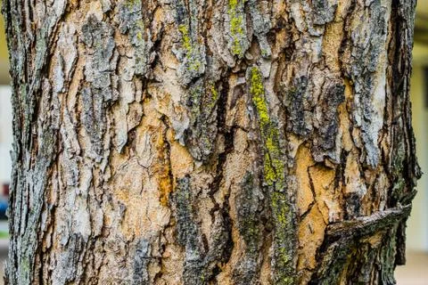 Old Bark Tree texture background, Brown Tree trunk Stock Photos
