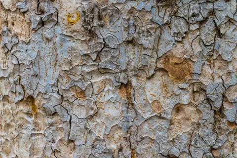 Old Bark Tree texture background, Brown Tree trunk Stock Photos