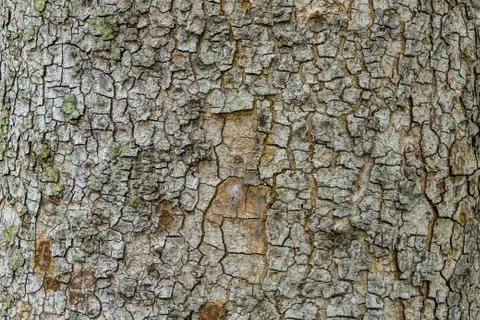 Old Bark Tree texture background, Brown Tree trunk Stock Photos