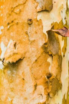 Old Bark Tree texture background, Brown Tree trunk Stock Photos