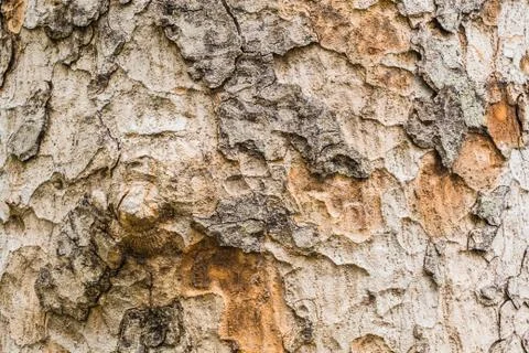Old Bark Tree texture background, Brown Tree trunk Stock Photos