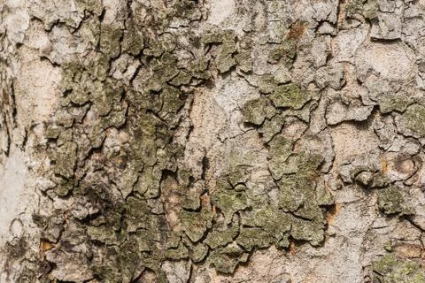 Old Bark Tree texture background, Brown Tree trunk Stock Photos