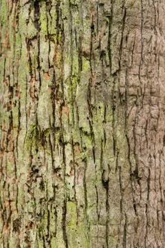 Old Bark Tree texture background, Brown Tree trunk Stock Photos