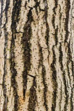 Old Bark Tree texture background, Brown Tree trunk Stock Photos