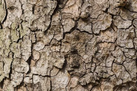 Old Bark Tree texture background, Brown Tree trunk Stock Photos