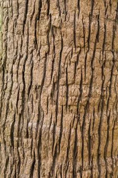 Old Bark Tree texture background, Brown Tree trunk Stock Photos