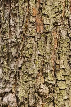 Old Bark Tree texture background, Brown Tree trunk Stock Photos
