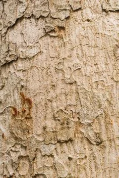 Old Bark Tree texture background, Brown Tree trunk Stock Photos