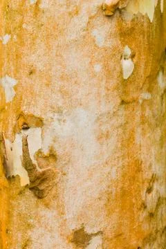 Old Bark Tree texture background, Brown Tree trunk Foto stock