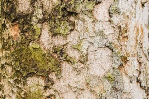 Old Bark Tree texture background, Brown Tree trunk Stock Photos