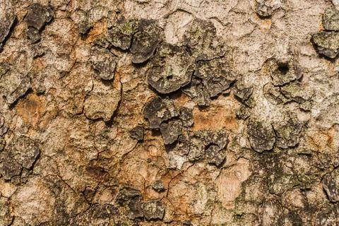 Old Bark Tree texture background, Brown Tree trunk Foto stock