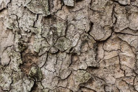 Old Bark Tree texture background, Brown Tree trunk Foto stock
