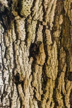 Old Bark Tree texture background, Brown Tree trunk Foto stock
