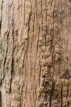 Old Bark Tree texture background, Brown Tree trunk Stock Photos
