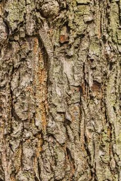 Old Bark Tree texture background, Brown Tree trunk Stock Photos