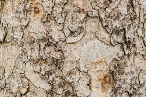 Old Bark Tree texture background, Brown Tree trunk Stock Photos