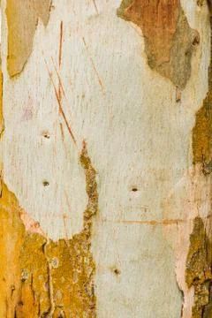 Old Bark Tree texture background, Brown Tree trunk Stock Photos