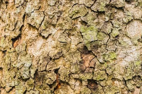 Old Bark Tree texture background, Brown Tree trunk Stock Photos