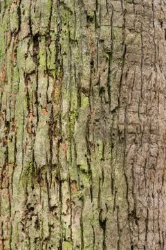 Old Bark Tree texture background, Brown Tree trunk Foto stock