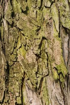 Old Bark Tree texture background, Brown Tree trunk Stock Photos