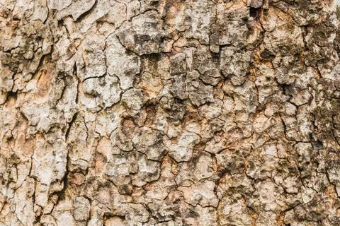Old Bark Tree texture background, Brown Tree trunk Stock Photos