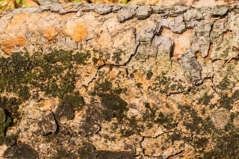 Old Bark Tree texture background, Brown Tree trunk Stock Photos