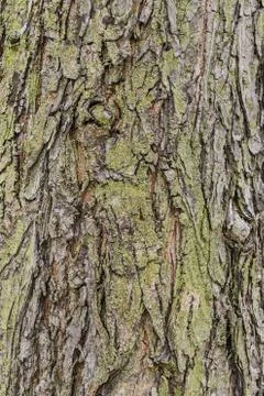 Old Bark Tree texture background, Brown Tree trunk Stock Photos