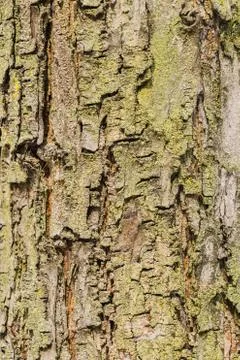 Old Bark Tree texture background, Brown Tree trunk Stock Photos