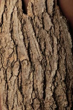 Old bark tree texture background. Vertical photo Stock Photos