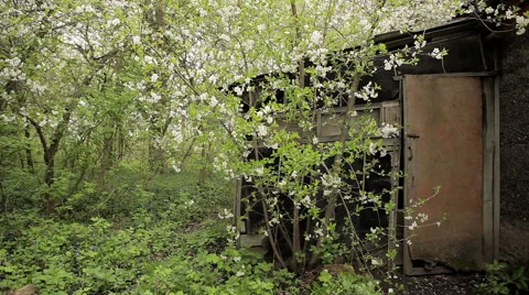 An old barn and a young cherry Stock Footage 50491735