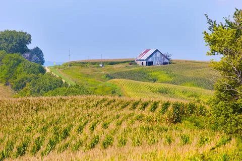 Old barn with rows of corn fields Stock Photos