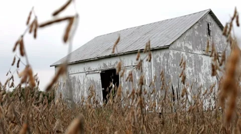 Old Barn seen from soy bean field 스톡 동영상 8683726