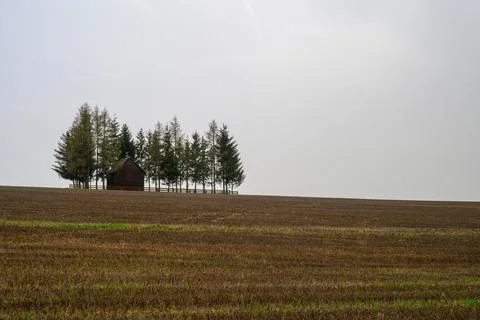 Old barn surrounded by trees and yellow fields Stock Photos